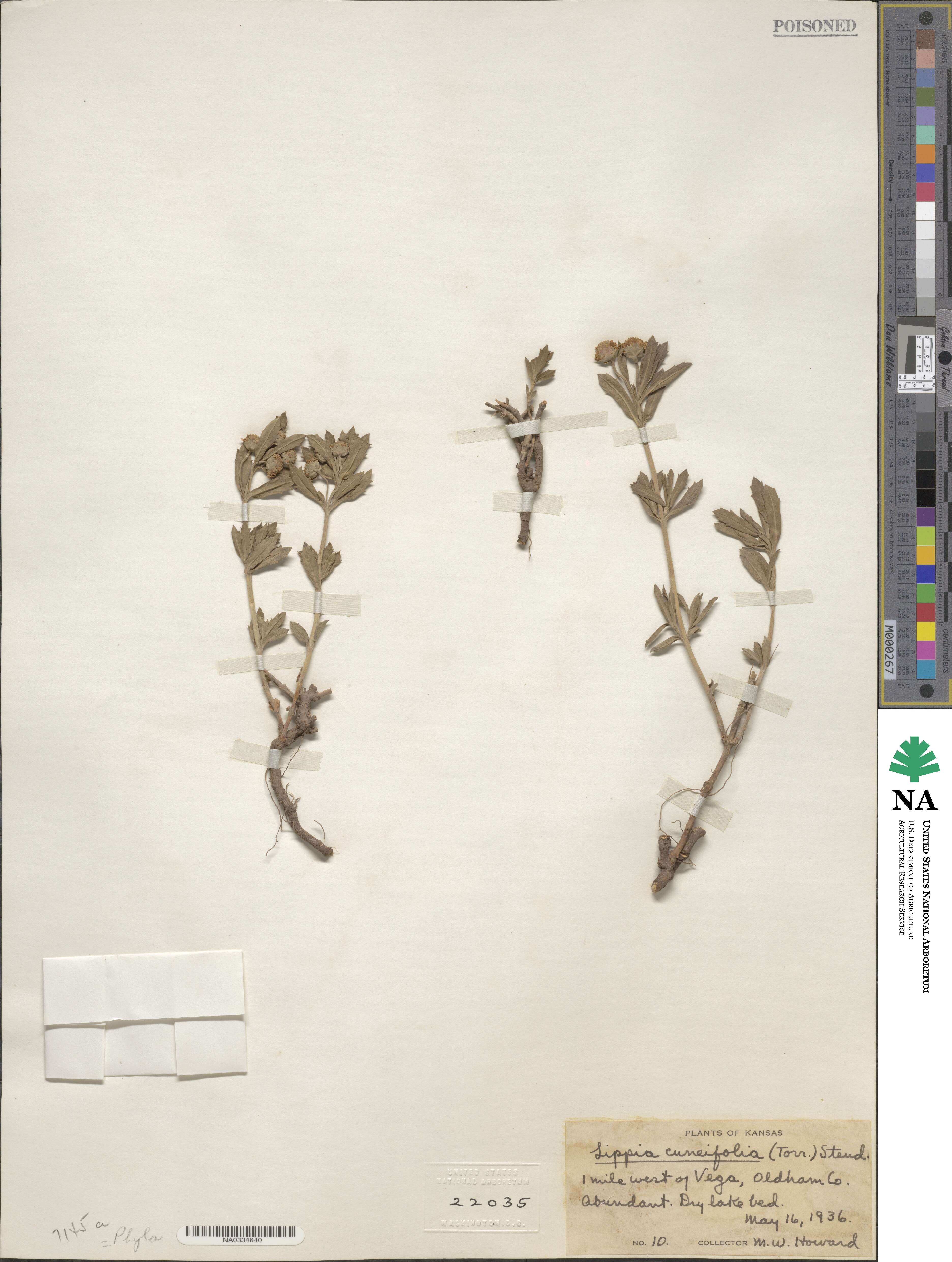 Phyla image
