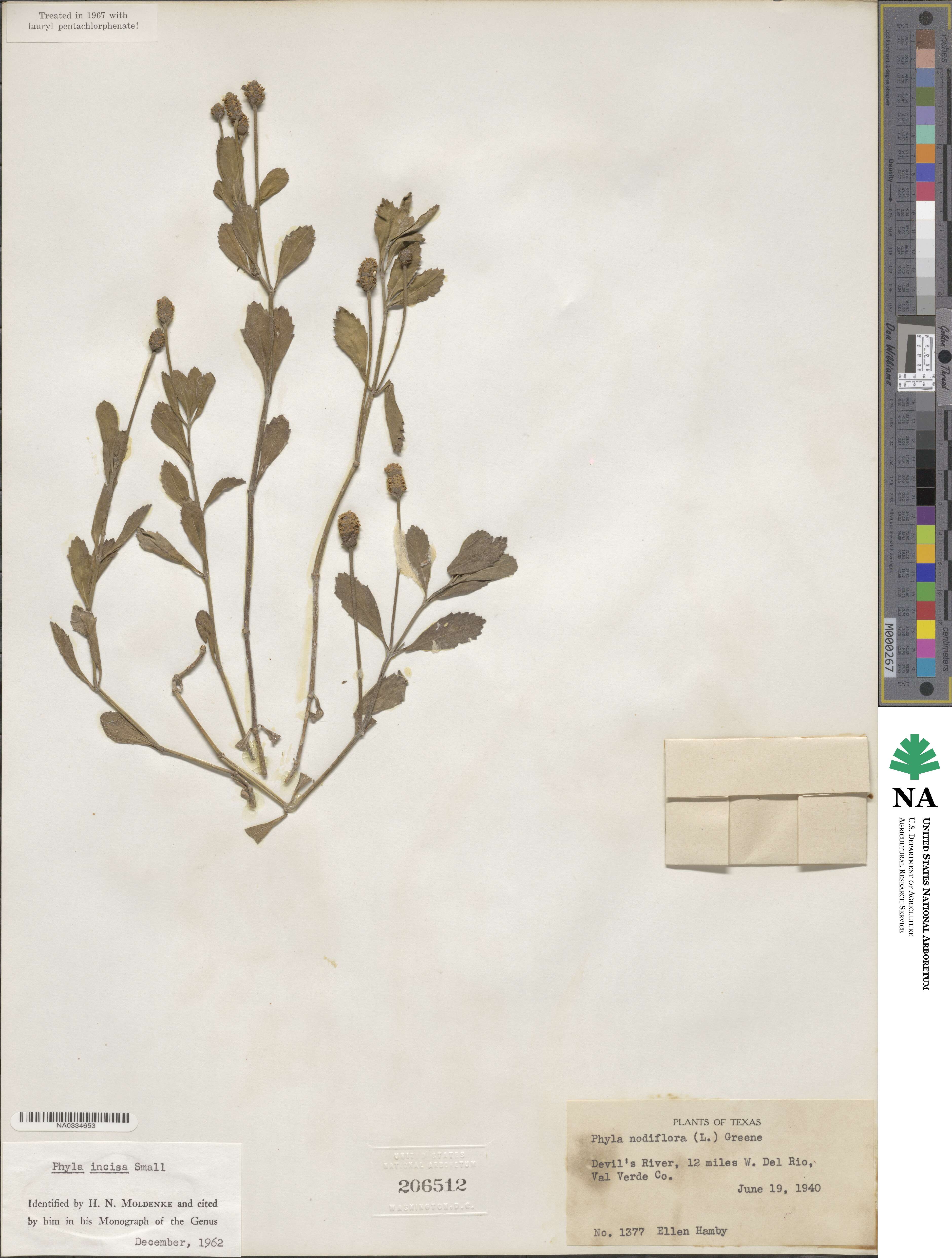 Phyla nodiflora var. nodiflora image