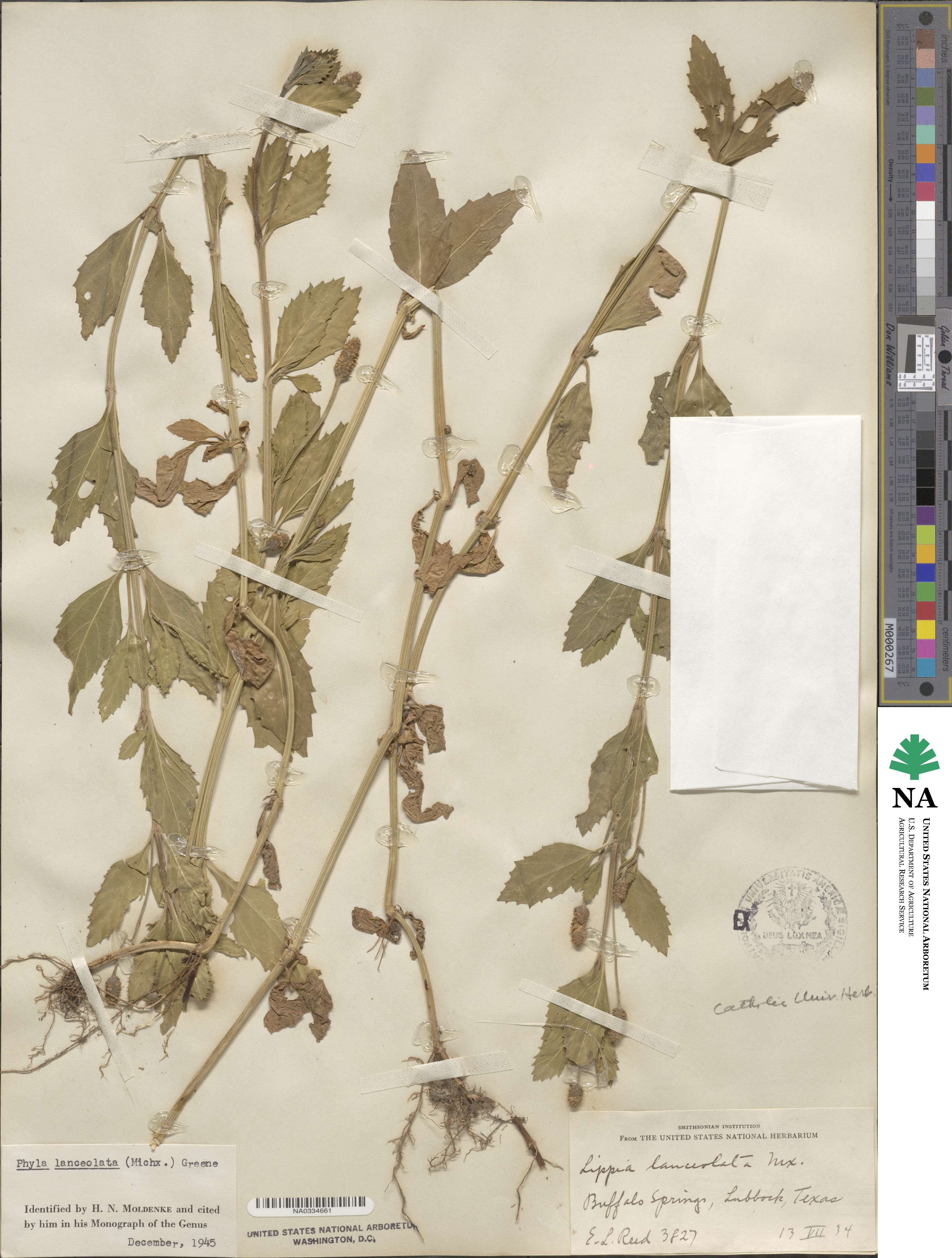 Phyla lanceolata image