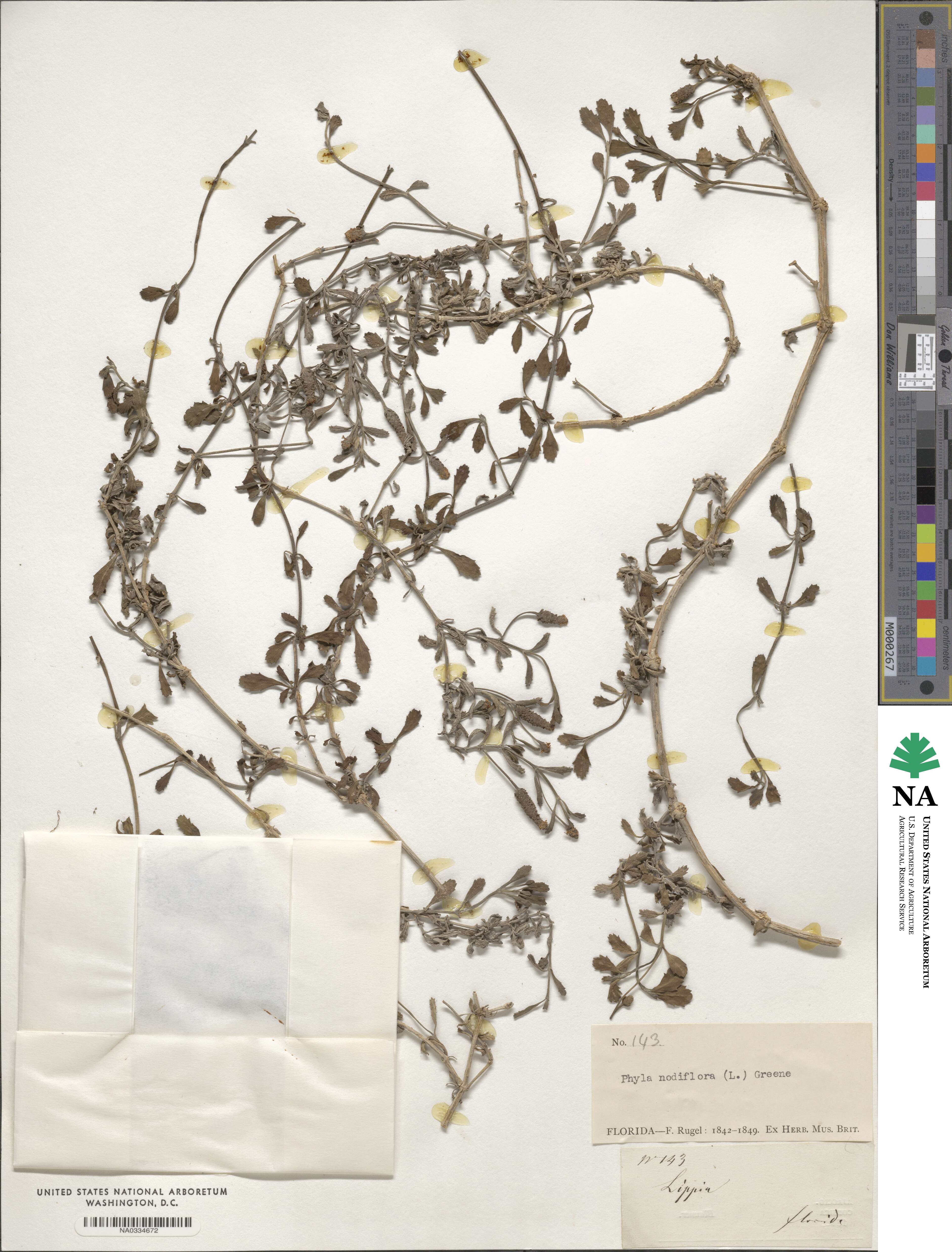 Phyla image