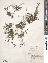 Phyla nodiflora image