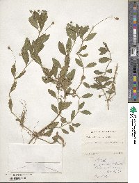 Phyla nodiflora image