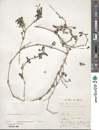Phyla nodiflora image