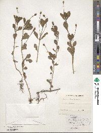 Phyla nodiflora image