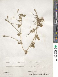 Phyla nodiflora image
