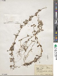 Phyla nodiflora image