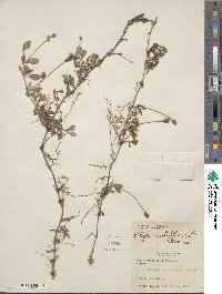 Phyla nodiflora image
