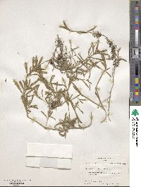 Phyla nodiflora var. nodiflora image