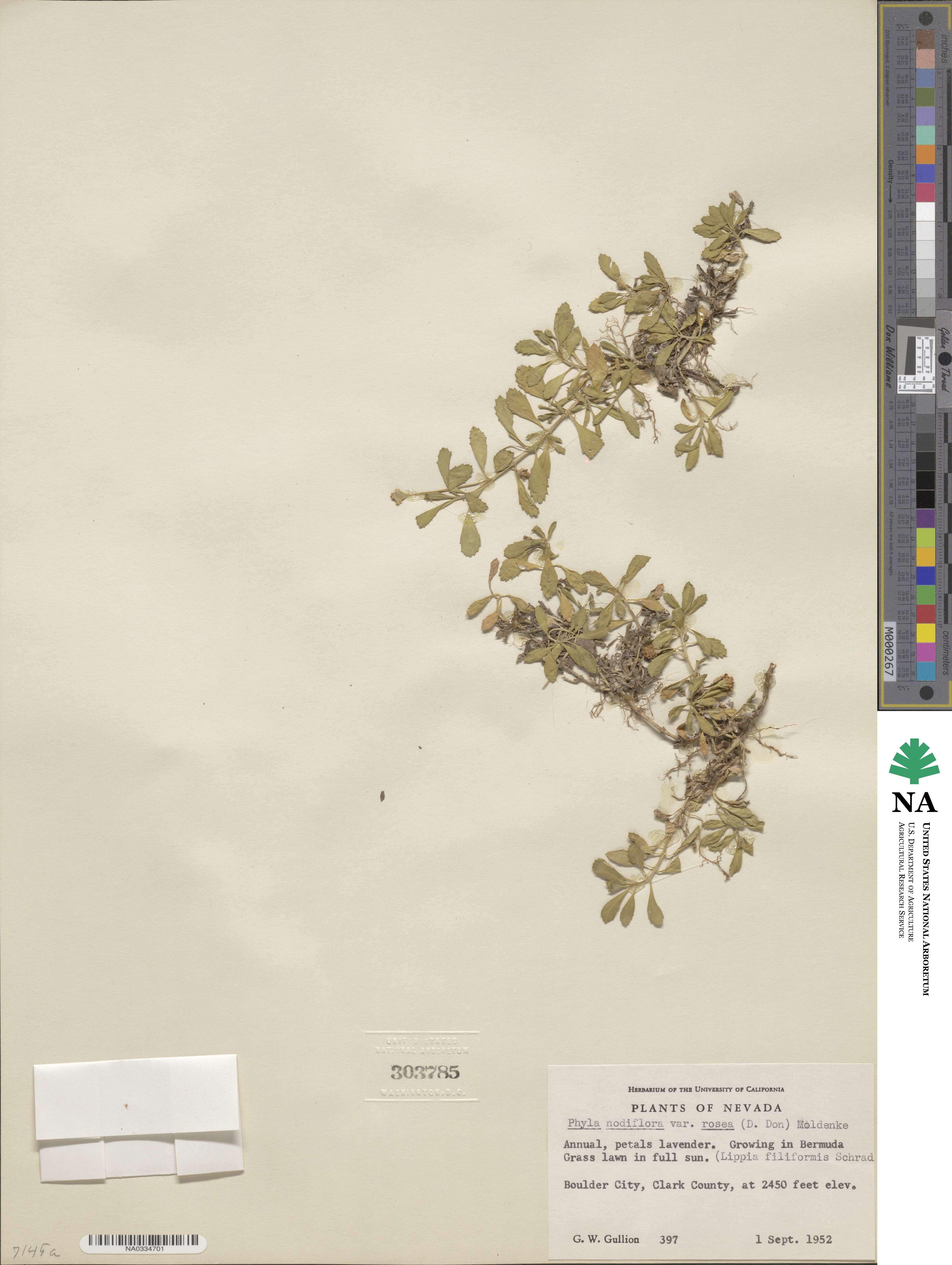 Phyla nodiflora var. minor image