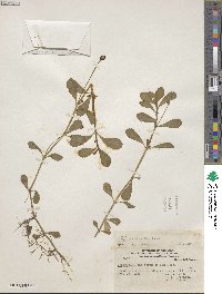 Phyla nodiflora image