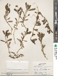 Phyla nodiflora var. nodiflora image