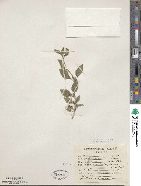 Lippia dulcis image