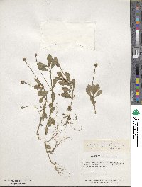 Phyla nodiflora image