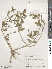 Phyla nodiflora image