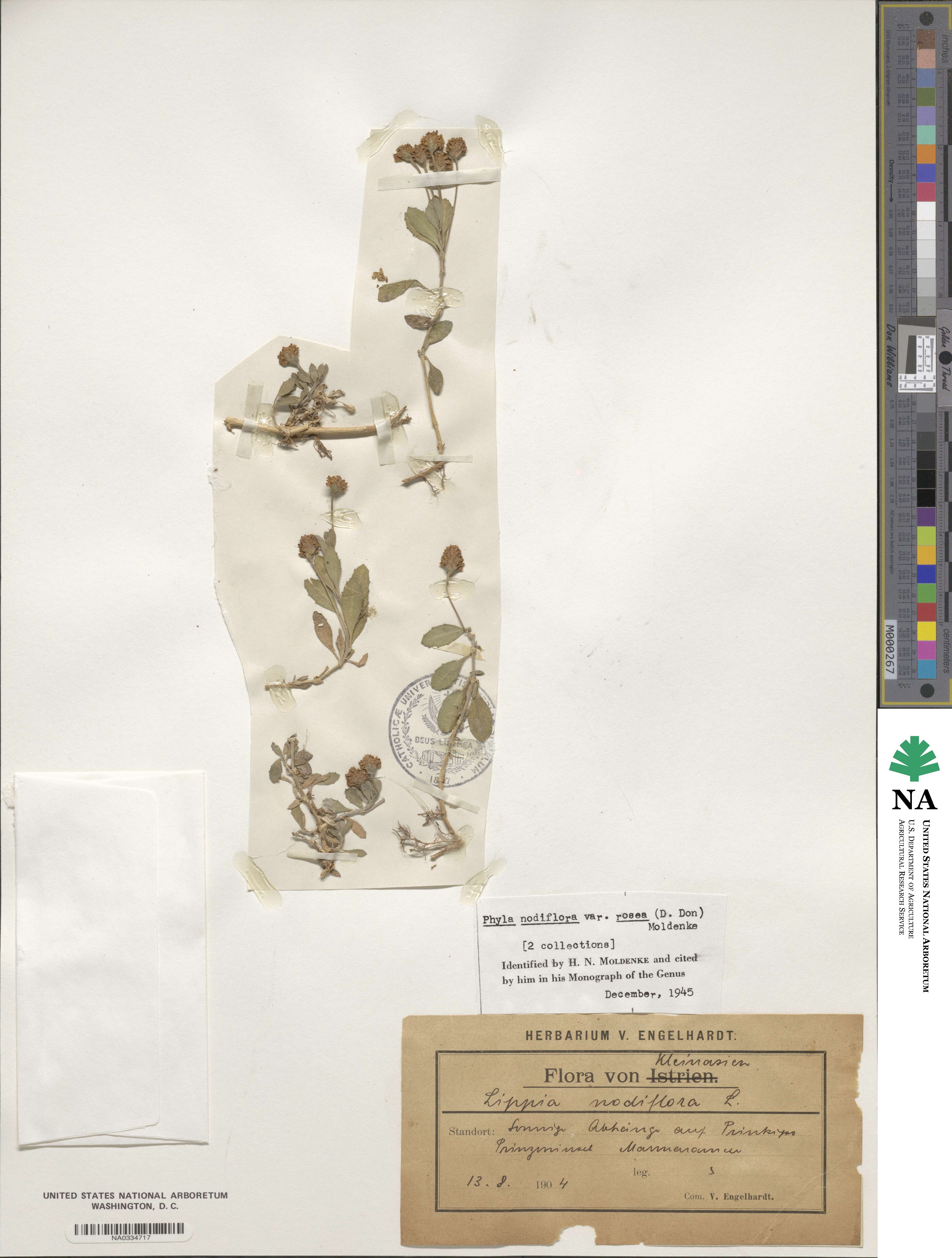 Phyla nodiflora image