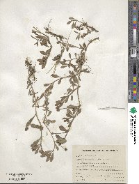 Phyla nodiflora image