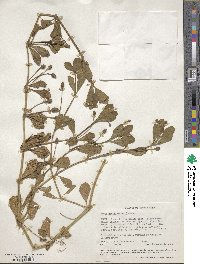 Phyla nodiflora image