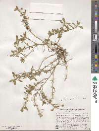 Phyla nodiflora image