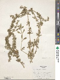 Phyla nodiflora image