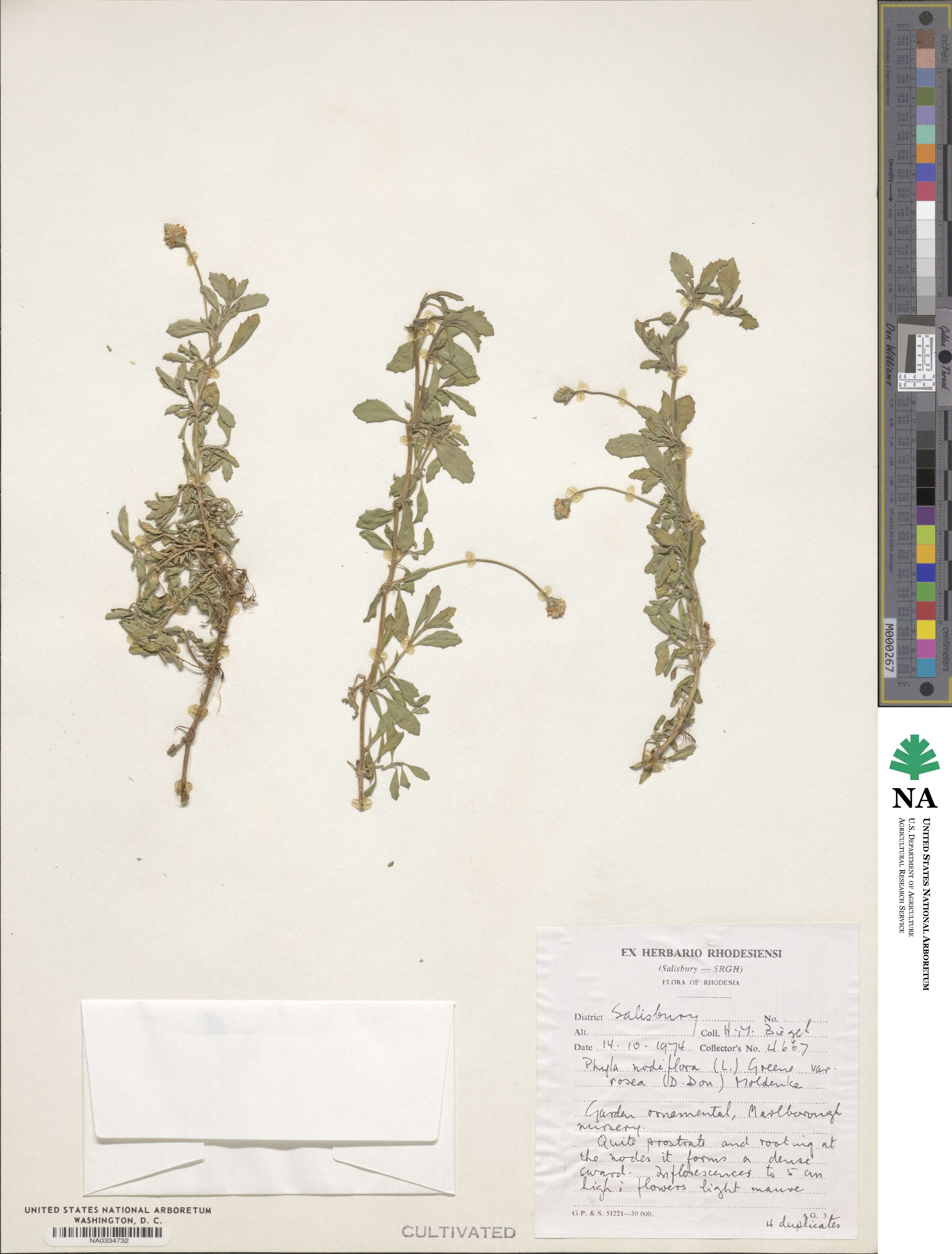 Phyla nodiflora image