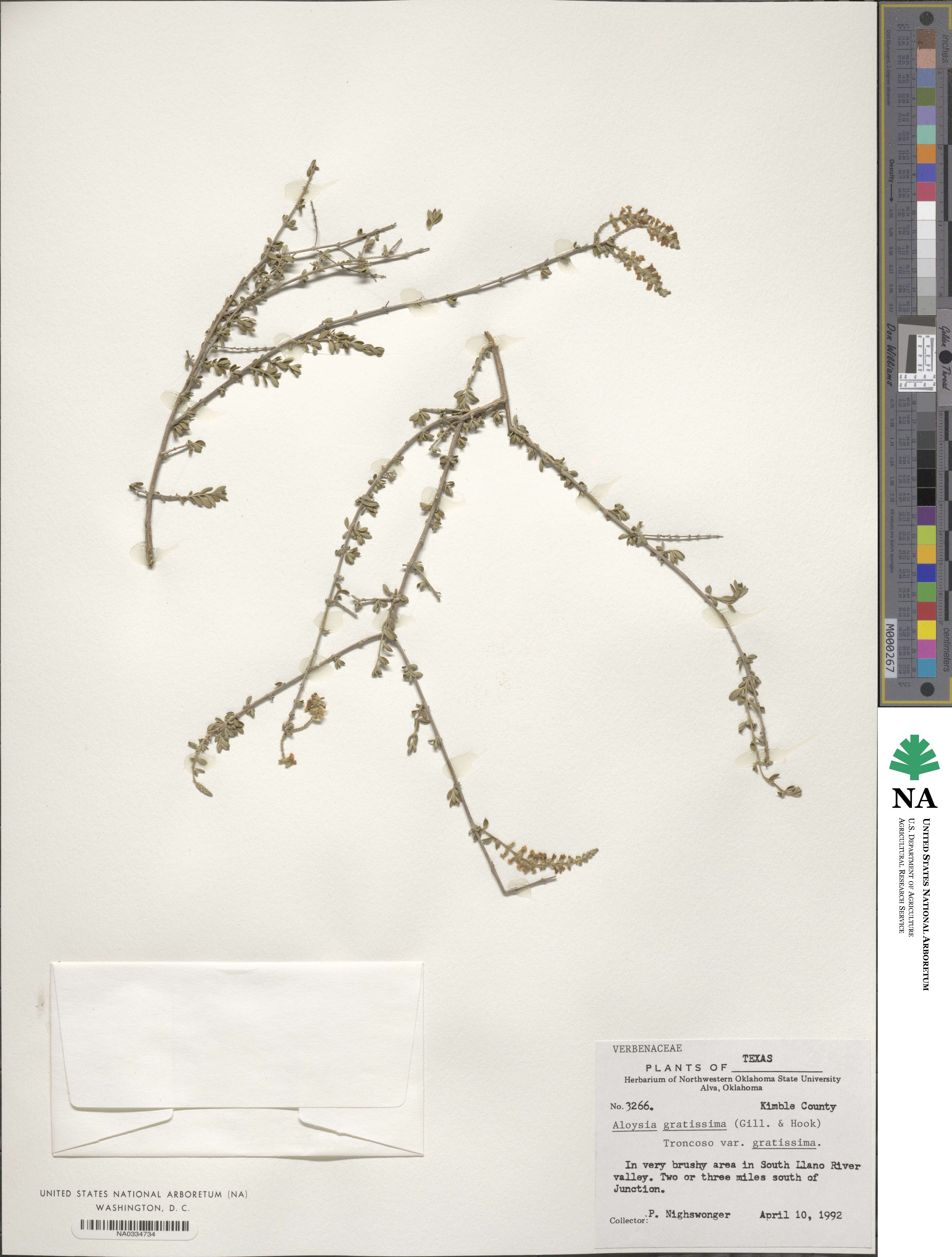 Aloysia gratissima image