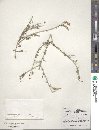 Aloysia gratissima image