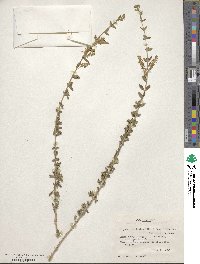 Aloysia gratissima image