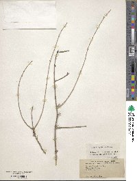 Aloysia gratissima image