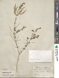 Aloysia gratissima image