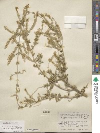 Aloysia gratissima image