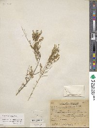 Aloysia gratissima image