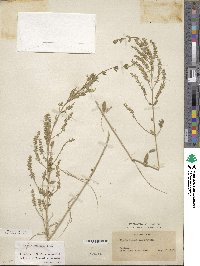 Aloysia gratissima image