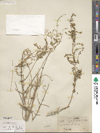 Aloysia gratissima image