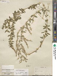 Aloysia gratissima image