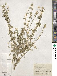 Aloysia gratissima image