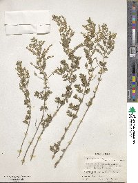 Aloysia gratissima image