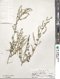 Aloysia gratissima image