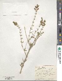 Aloysia gratissima image