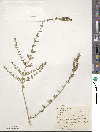 Aloysia gratissima image