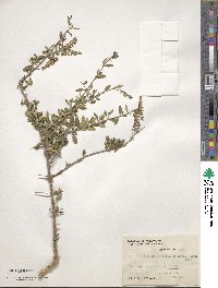 Aloysia gratissima image