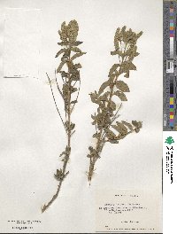 Aloysia trifida image