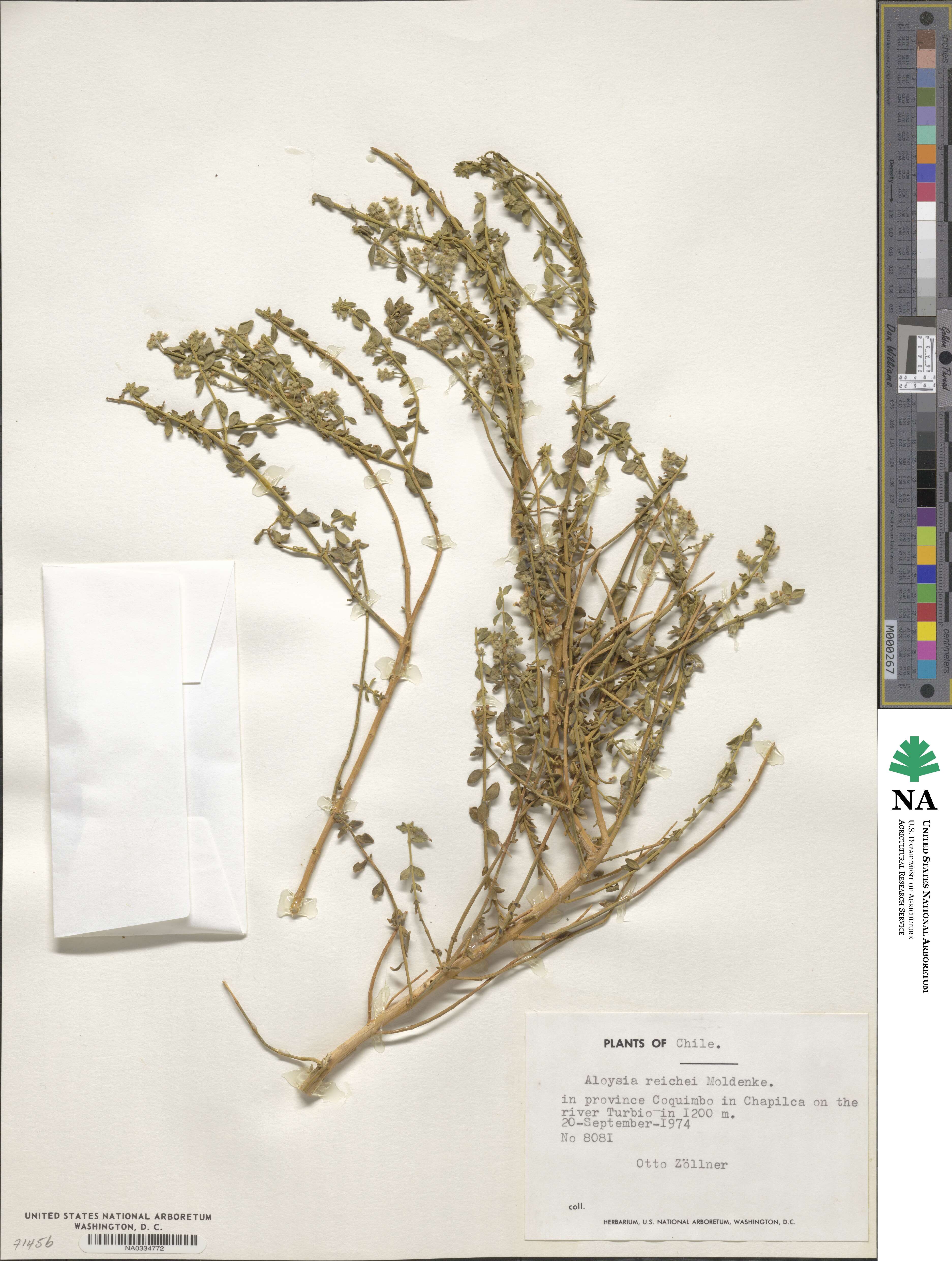 Aloysia trifida image