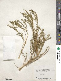 Aloysia trifida image