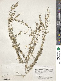 Aloysia gratissima image