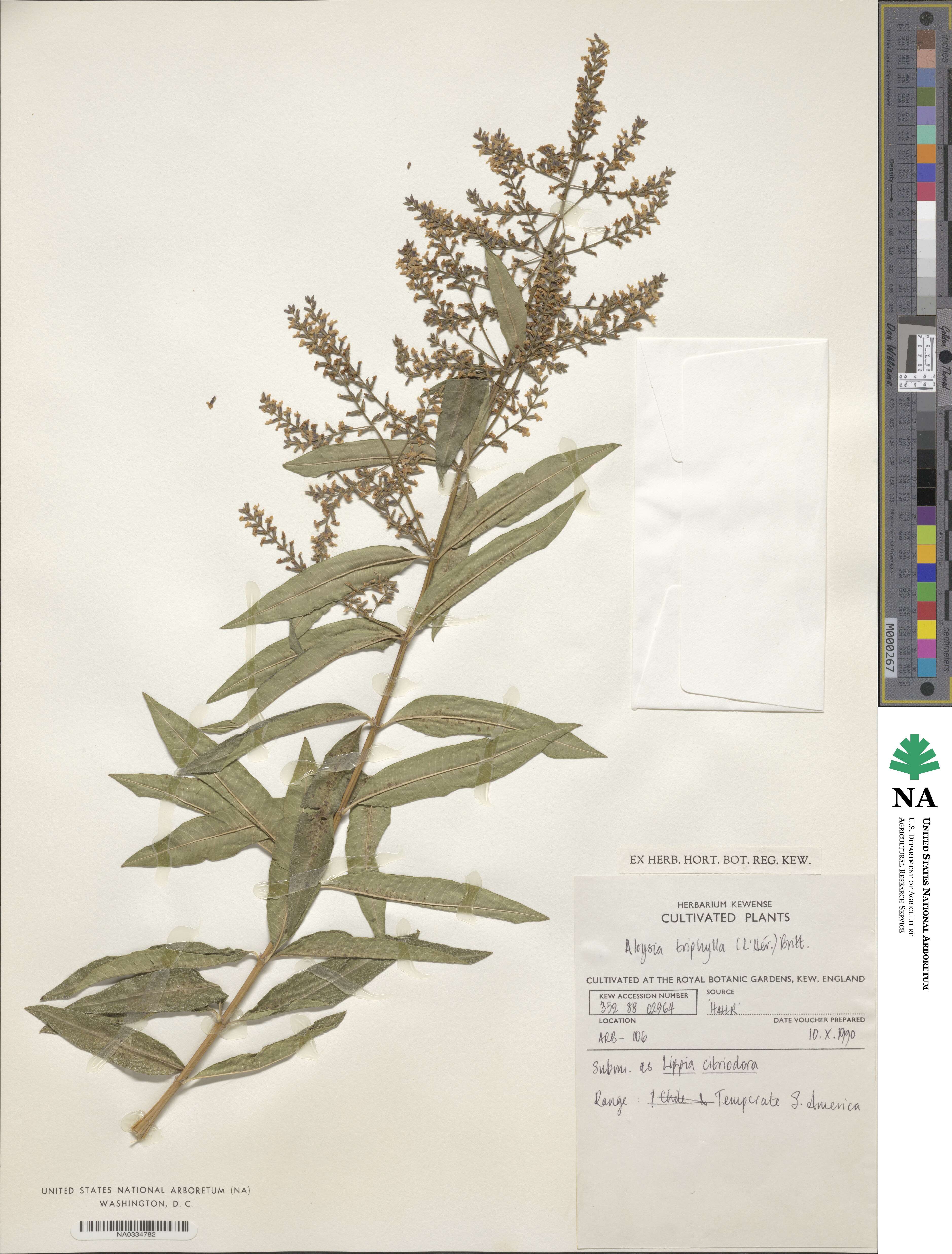 Aloysia citrodora image