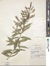 Aloysia citrodora image