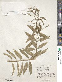 Aloysia citrodora image