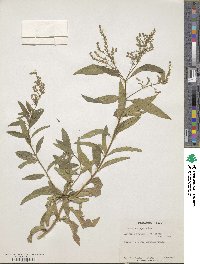 Aloysia citrodora image