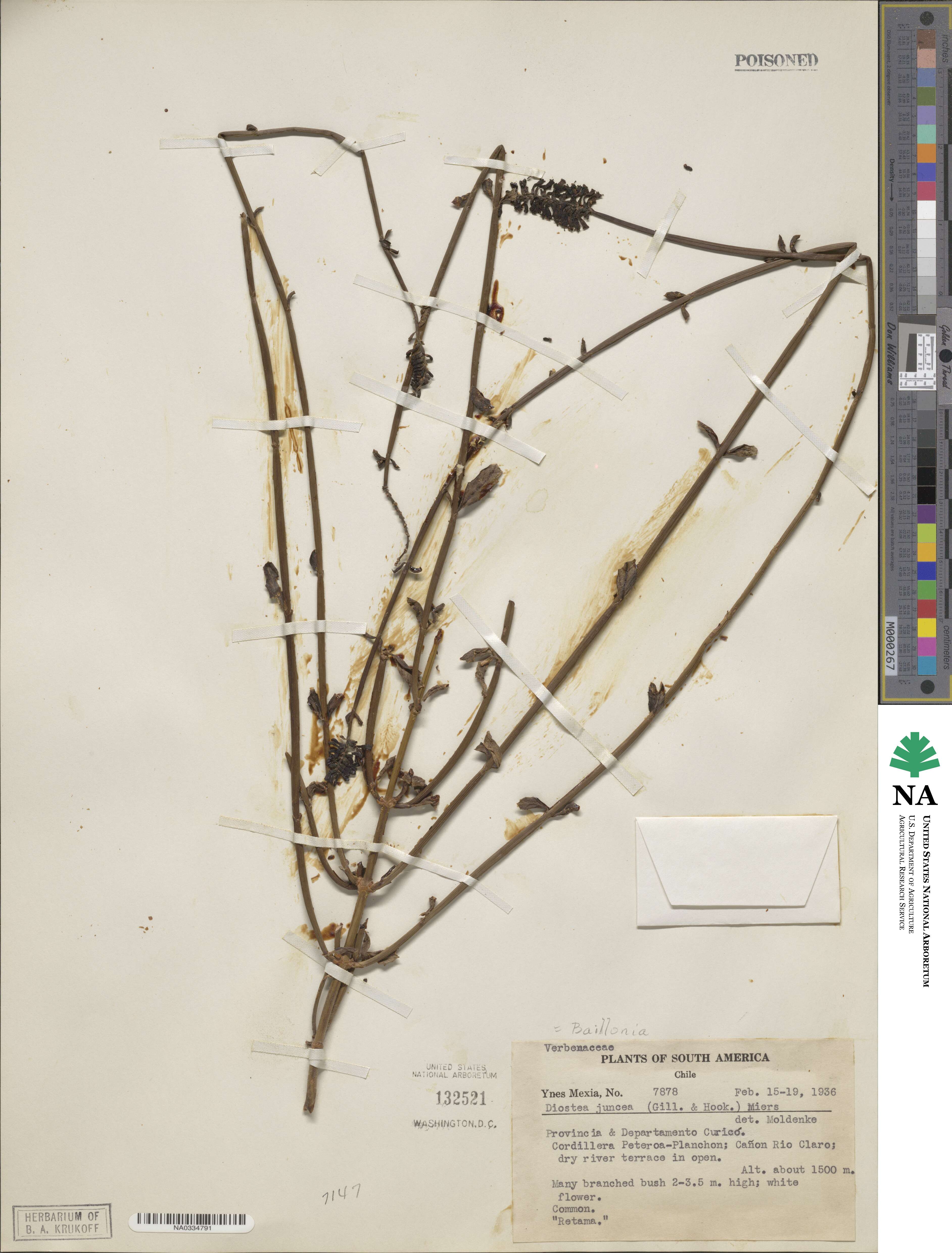 Diostea juncea image