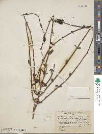 Diostea juncea image